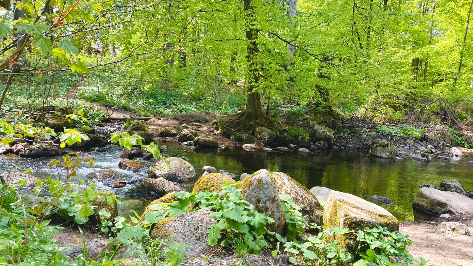 Happyhome Harz: Cozy Retreat with Hiking Trails & Stream Elend Exterior photo